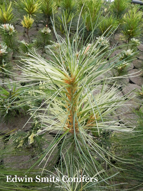 Pinus wallichiana 'Filips White Stripes'